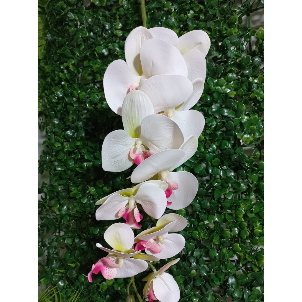 BVM Branca Miolo Rosa