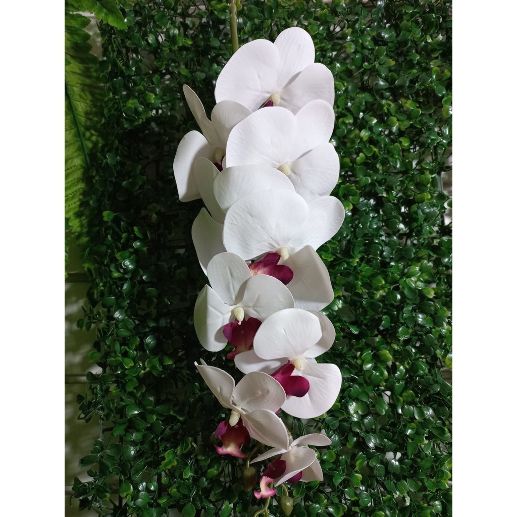 B-105 Branca Miolo Lilas