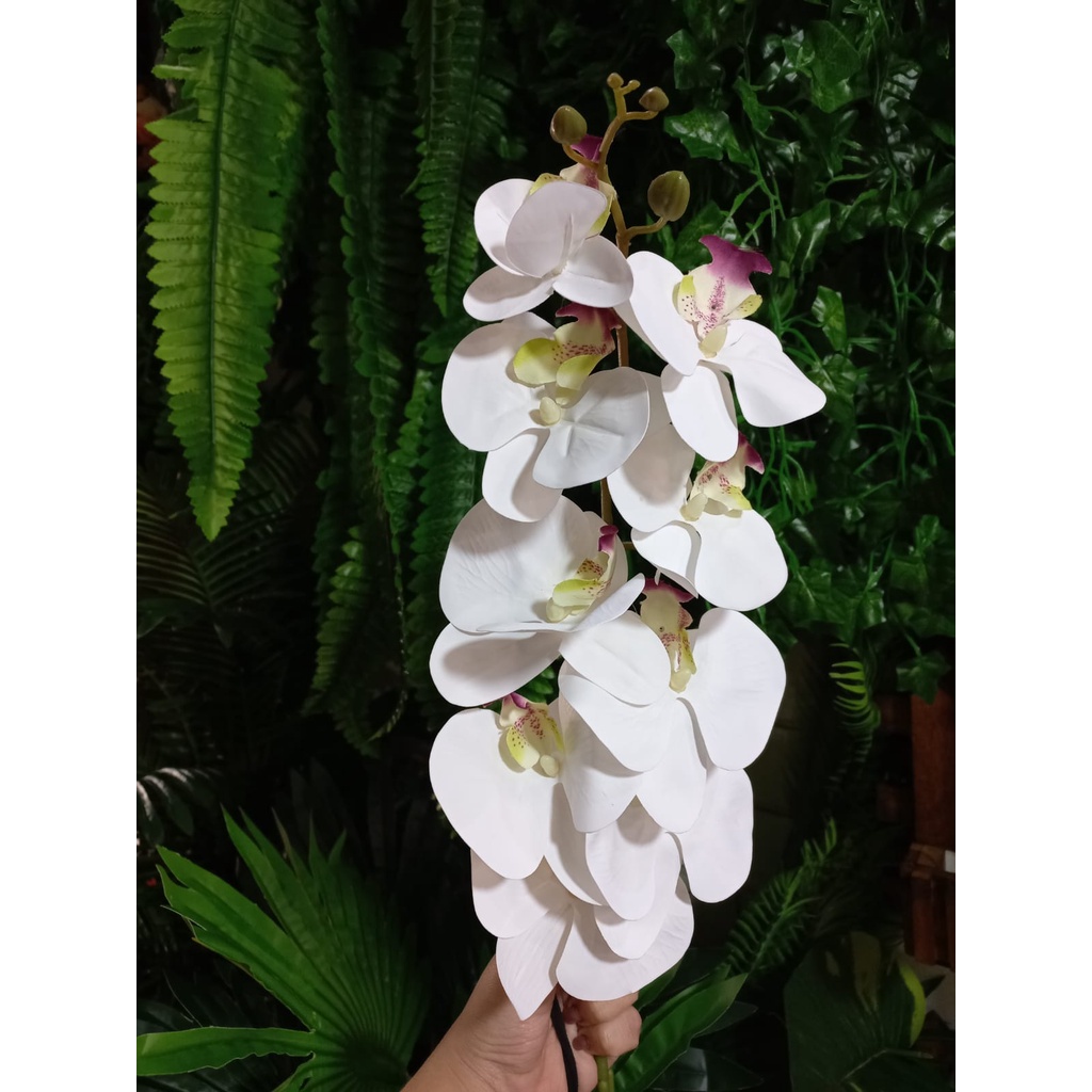 B-102 Branca Miolo Lilas E Pintinhas