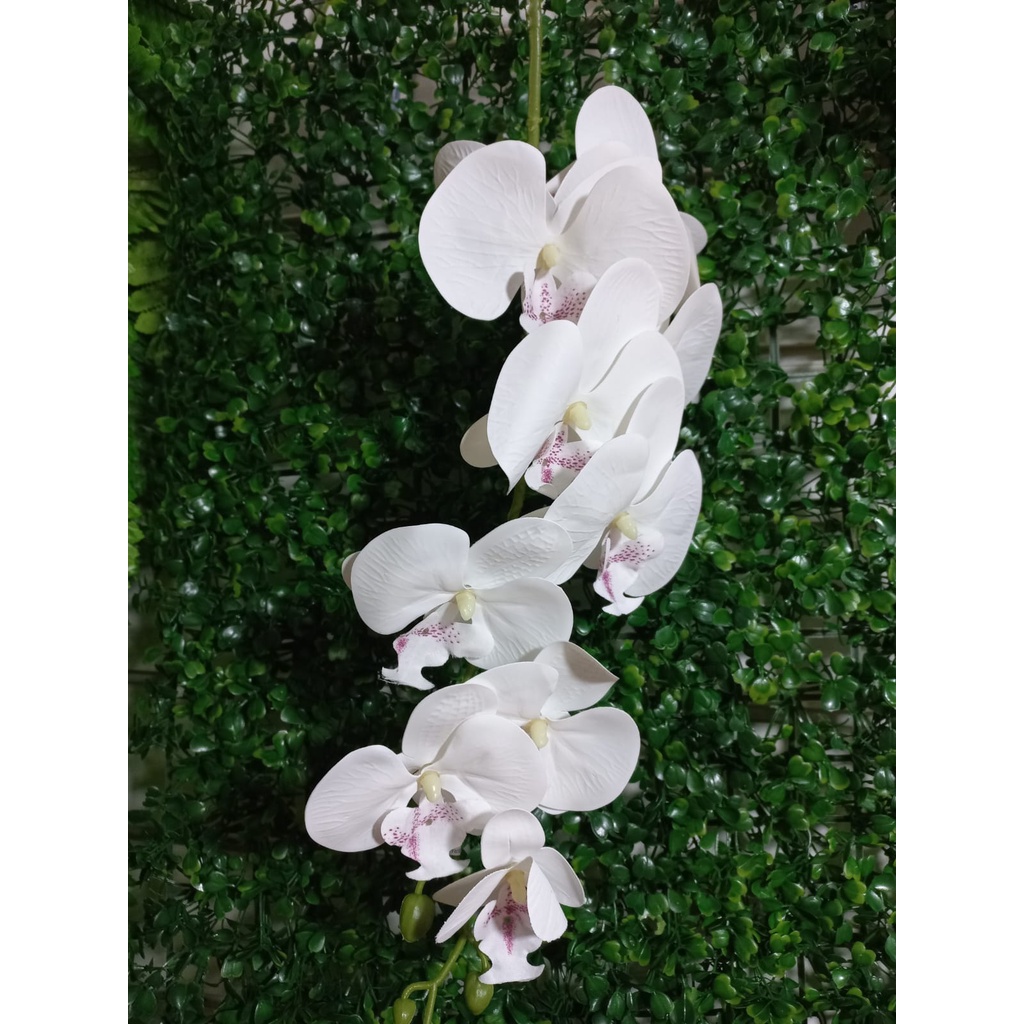 B Branca Miolo Pintas Lilas