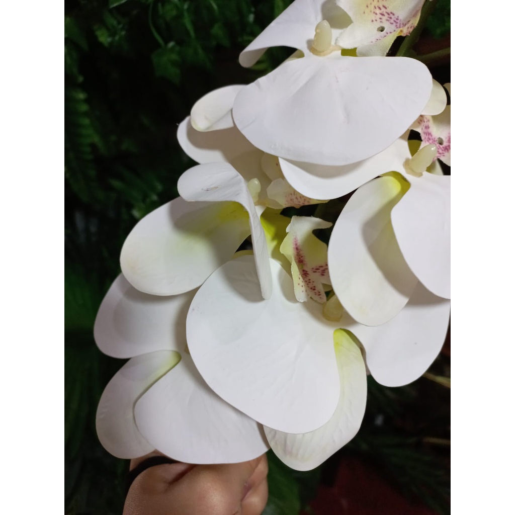 BH Branca C/Amarelo Miolo Pintas Lilas