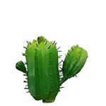 Suculenta Cacto MG2655 - Imagem 4