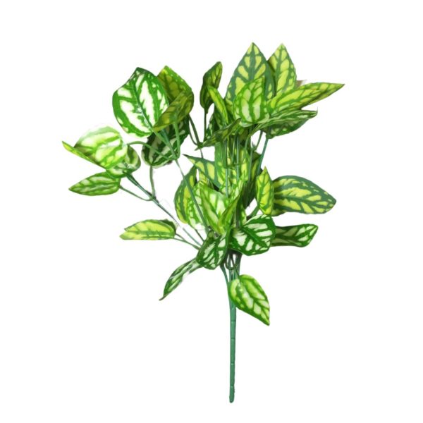 BQ Aglaonema Verde Claro MG2607 7892017107819 7892017109424