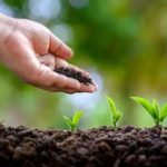 Terra Vegetal 5 Kg 7000000034817