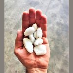 Seixo N 2 Pedra Branca P/ Jardim 800G