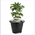 Vaso Redondo M 5 L Preto - Plasmont - Imagem 2