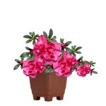 Vaso Quadrado N 03 Terracota - Imagem 3