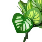 BQ Maranta Verde MG2603 7892017107789 - Imagem 3