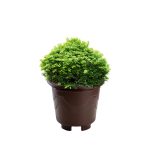 Vaso Redondo Pequeno - Imagem 2