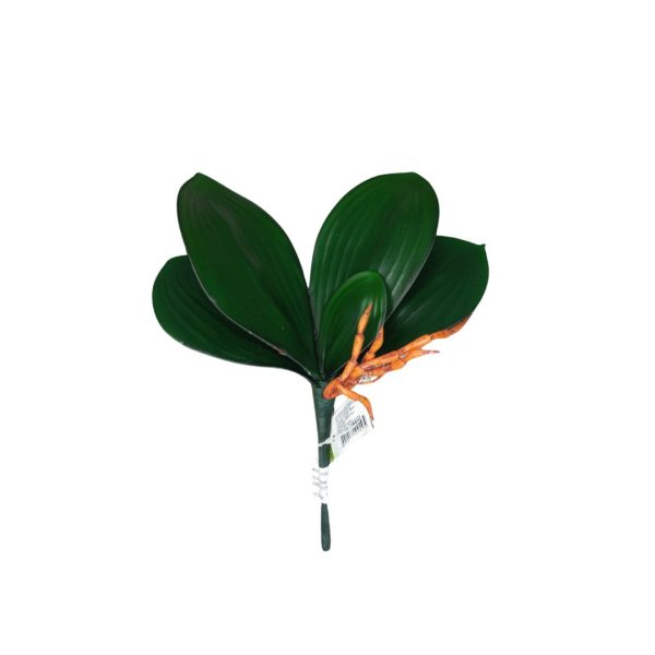 Folha De Orquidea x5 MG2674