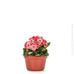 Cachepo C/ Alca Terracota - Imagem 2