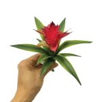 Mini Bromelia 18Cm Vermelho