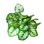 BQ Maranta Verde MG2603 7892017107789 - Imagem 2