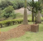 Argila Expandida Pequena 1 Litro - Imagem 4