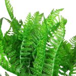 BQ Samambaia MG2689 - Imagem 2