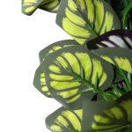 BQ Maranta Roxa MG2606 7892017107802 7892017109417 - Imagem 3