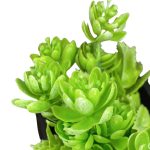 Suculenta x5 MG2682 - Imagem 5