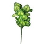 BQ Maranta Verde MG2603 7892017107789