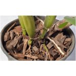 Substrato P/Orquideas E Violetas - Imagem 3