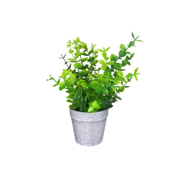 Vaso Para Suculenta MG2998