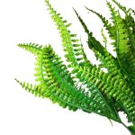 BQ Samambaia Verde MG2620 7892017107918 - Imagem 2