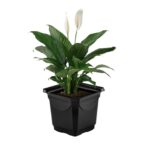 Vaso Cachepot Quadrado Black 3 Plasmarc 17x17x18cm – Design Moderno