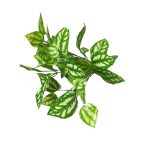 BQ Aglaonema Verde Claro MG2607 7892017107819 7892017109424 - Imagem 2