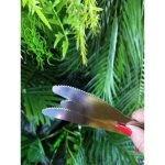 Faca De Mesa Bronze - Imagem 2