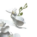 HT Orquidea- Cor Branca MG2563A - Imagem 2