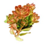 Suculenta x5 MG2682 - Imagem 6