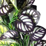 BQ Maranta Roxa MG2606 7892017107802 7892017109417 - Imagem 2