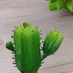 Suculenta Cacto MG2655 - Imagem 2