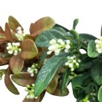 BQ Fansipro MG2596 - Imagem 4