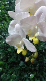 Flor Orquídea Branca Artificial - Imagem 4