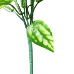 BQ Aglaonema Verde Claro MG2607 7892017107819 7892017109424 - Imagem 3