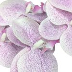 Qx Orquidea Pintinhas Lilas X9 95Cm 64654 Flor Artificial - Imagem 3