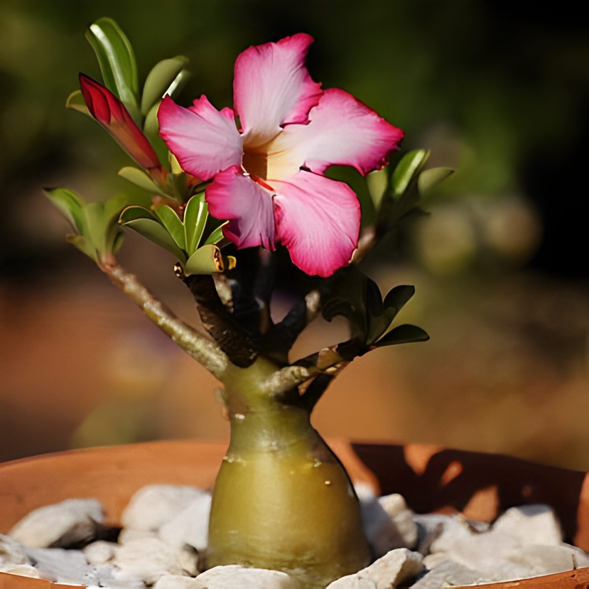 Substrato Para Rosa Do Deserto - Imagem 4