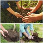 Esterco de Gado para Solo 1kg  Mato Verde  Adubo 100% Natural - Imagem 2