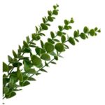 Folhagem Artificial de Eucalipto Verde 90 cm - Imagem 2
