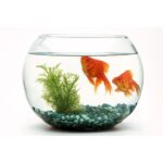 Aquário Redondo de Vidro  1,5 L - Imagem 2