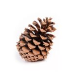 Kit 6 Unidades de Enfeites de Pinha com 4 cm – Decoração Natalina