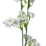 HT Mosquitinho x2 26 Flores MG434 7892017116118 - Imagem 2